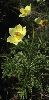 <em>Pulsatilla alpina subsp apiifolia</em>